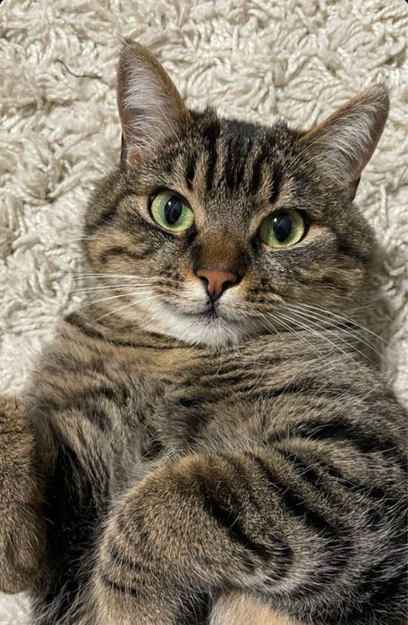 Отдам даром кота и все что нужно