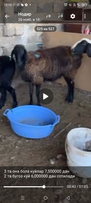 Куй ку́й она куй ва она бола куйлар парода хусори зоддор