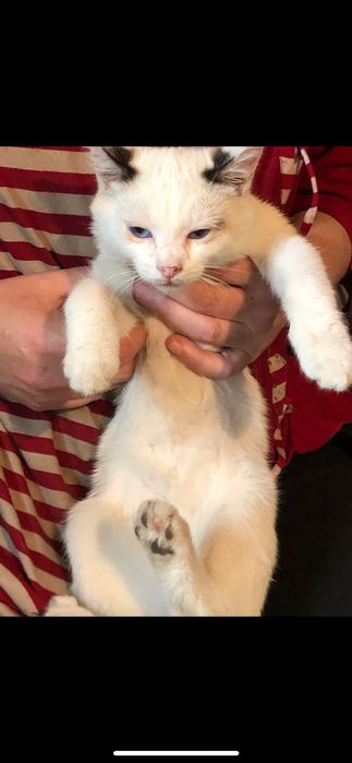 Белая кошка голубоглазая