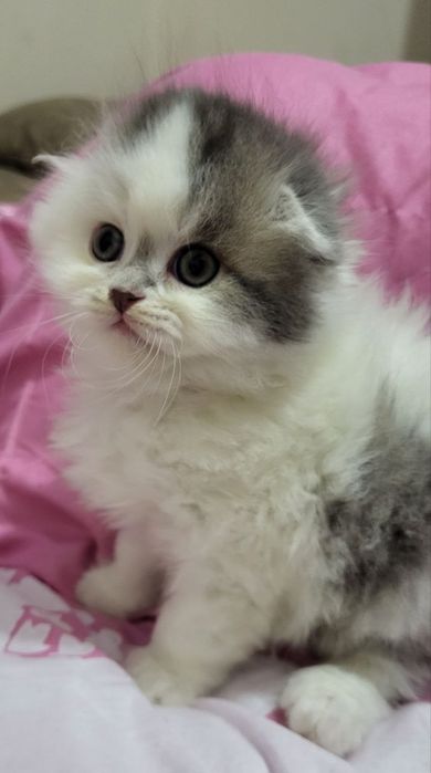 ПРОДАЮ продистого котёнка