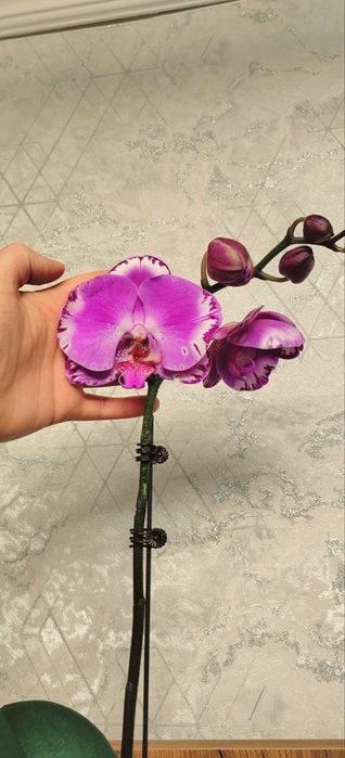 Орхидеи Phalaenopsis