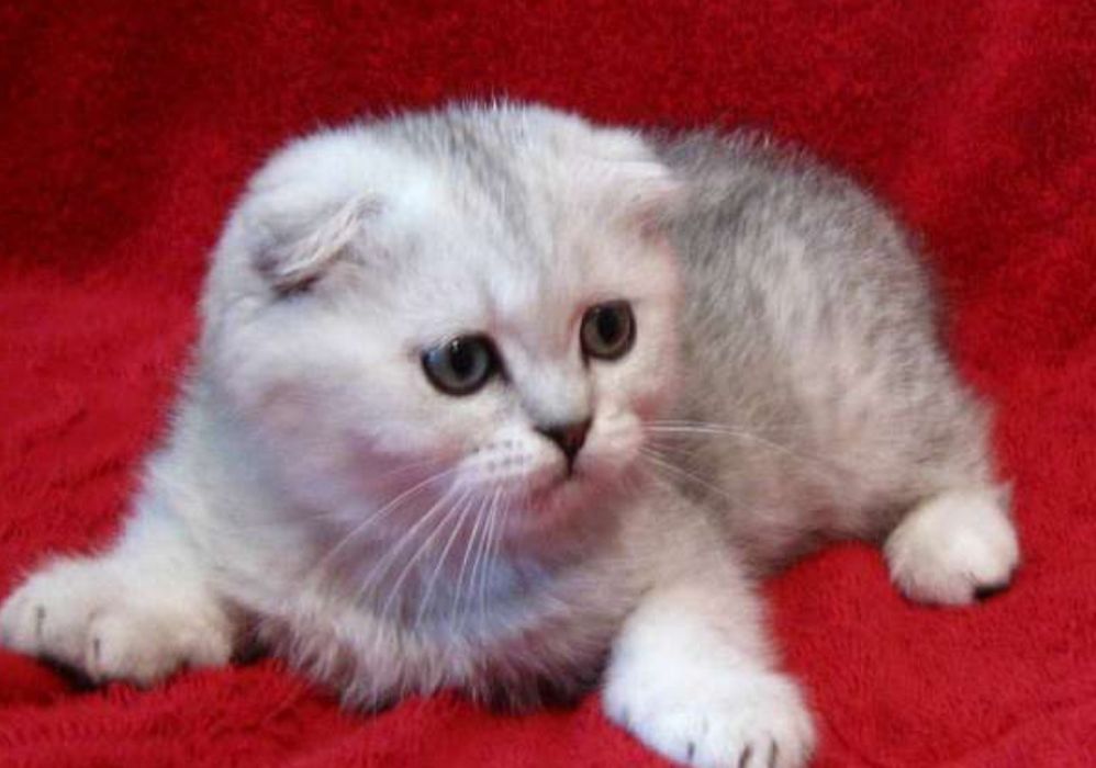 Чистокровные плюшевые малыши