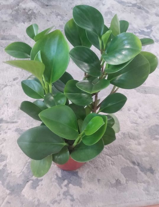 Продаю разнообразные комнатные растения .