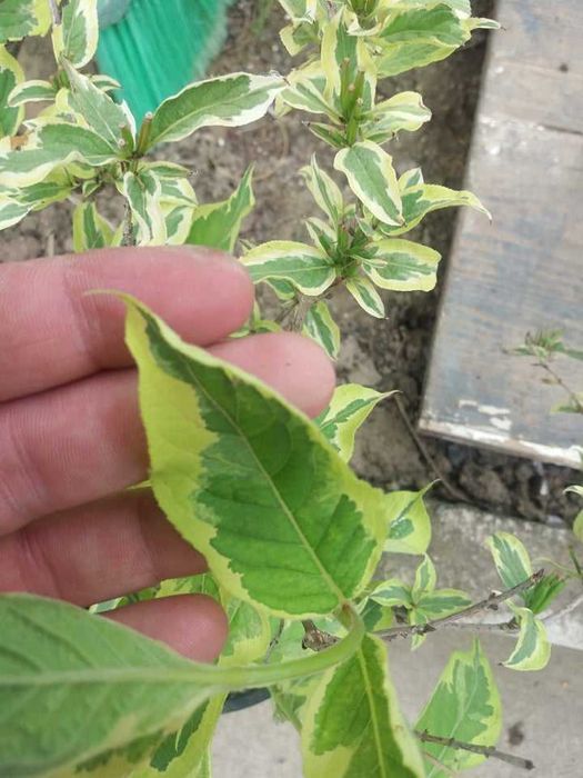 Вайгела – Налични 4 вида  Студоустойчива