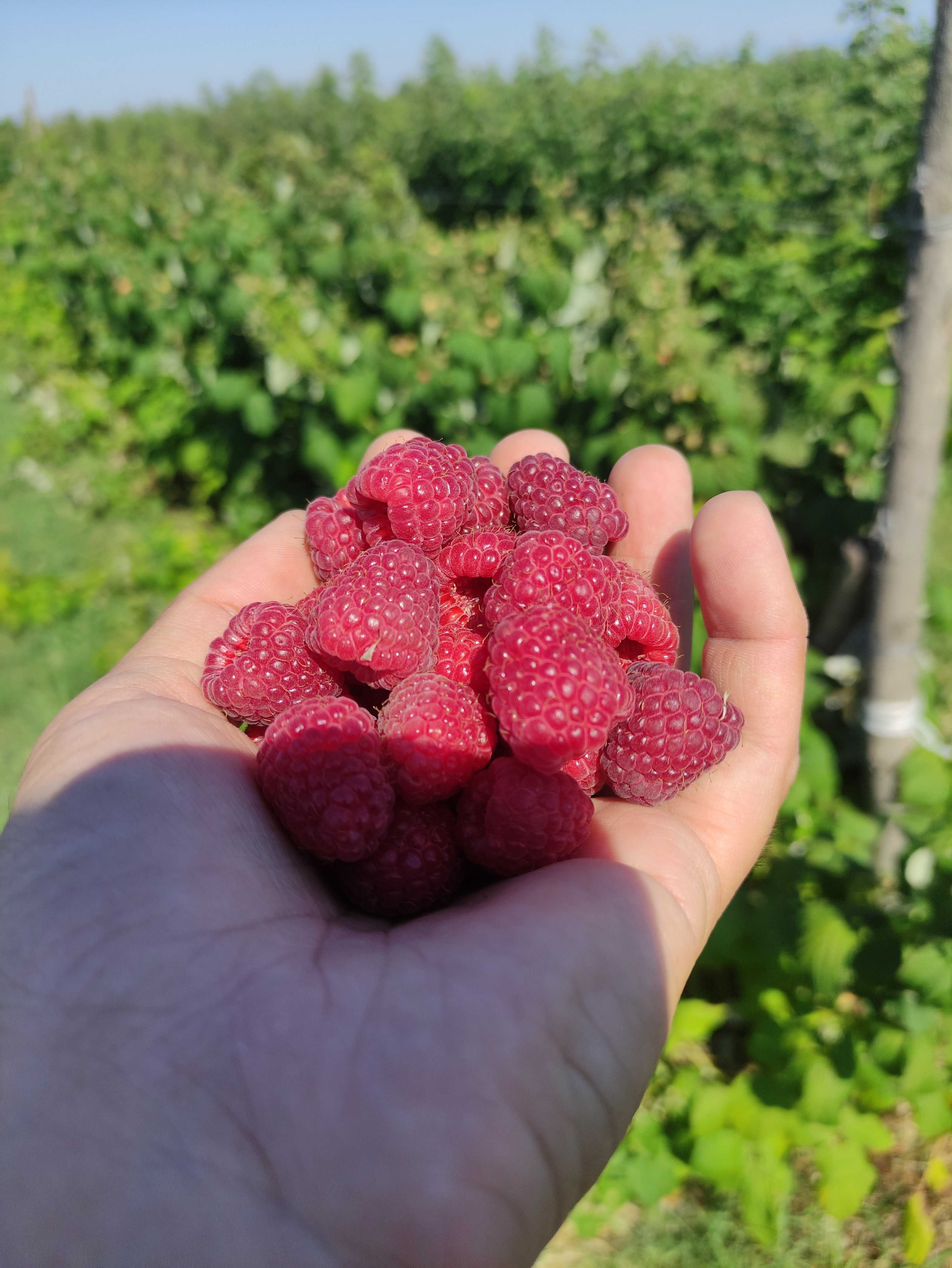 Продавам био МАЛИНИ