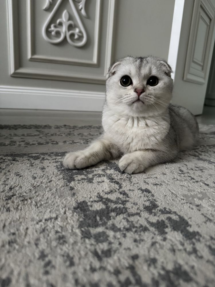 Животные