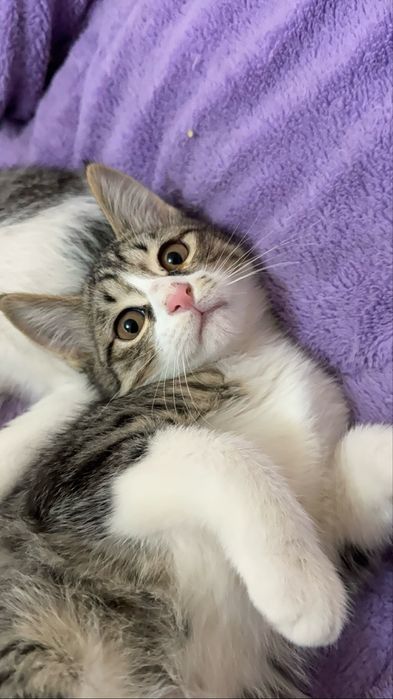 Игривые Котята Девочки и Мальчики