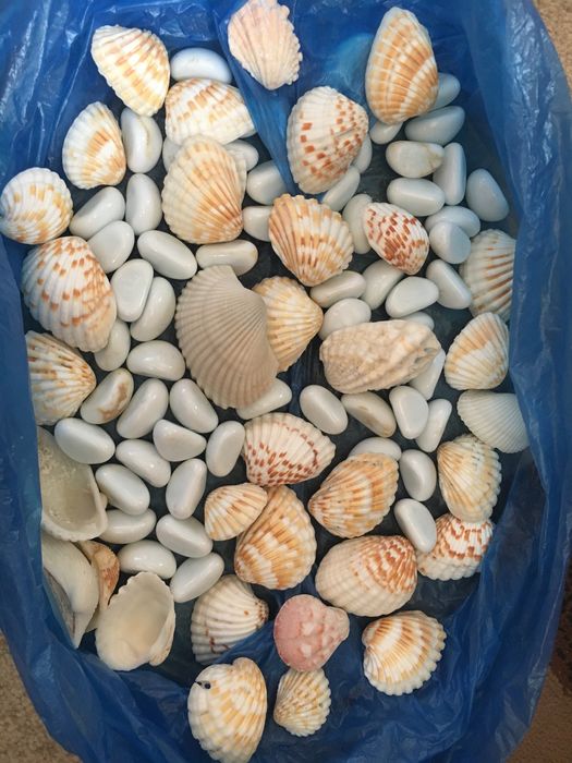 Продаются ракушки для аквариума