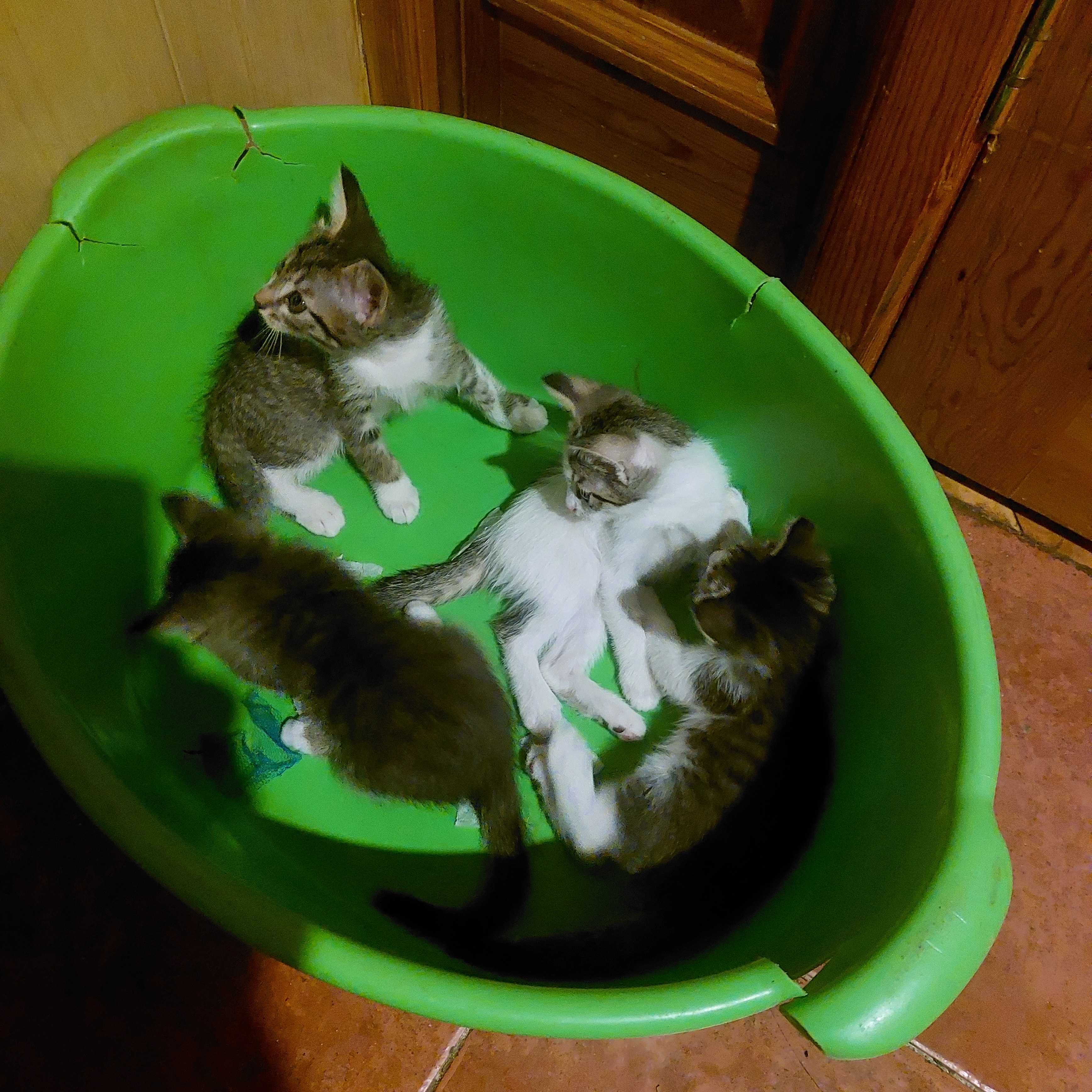 Котята от обычной уличной кошки ,,родились дома.Отдам в хорошие руки.
