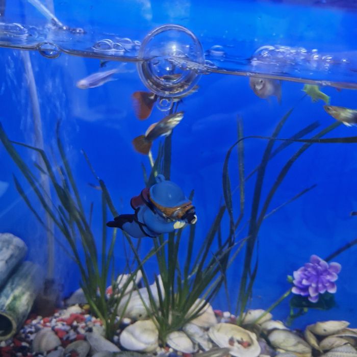 Аквариумные рыбки