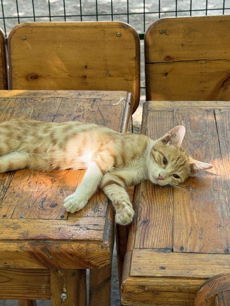 Отдадим котенка только