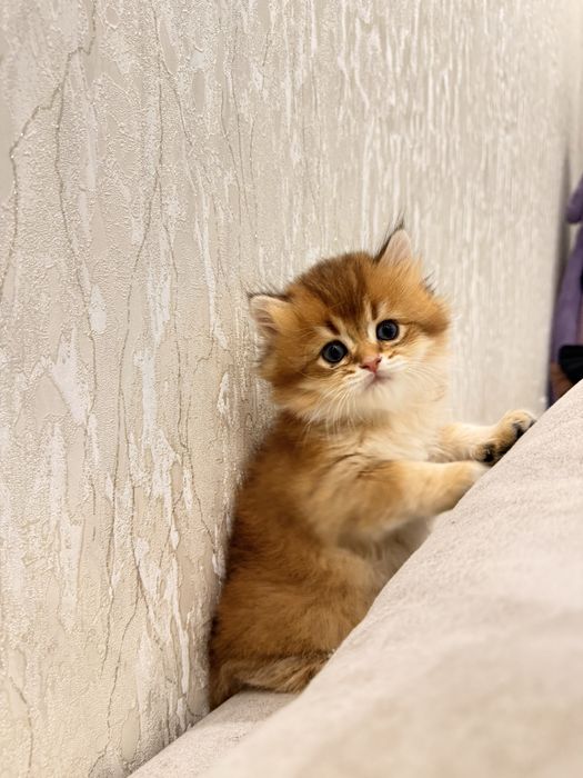 На продаже котенок с окрасом золотистой шиншиллы