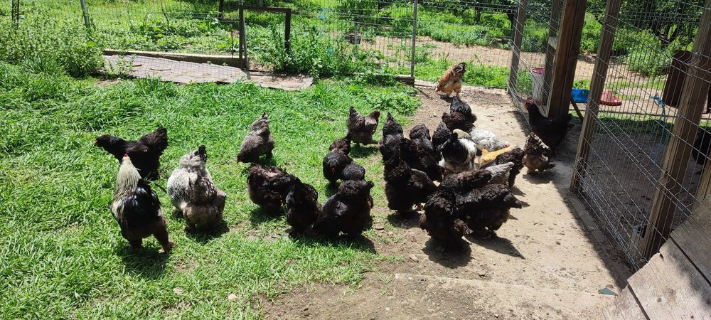 Oua Brahma pt incubat Mihai Viteazu Călărași