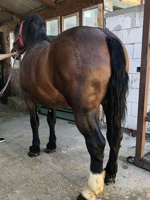 Vand manza de 2 anisori 1,80 la greaban