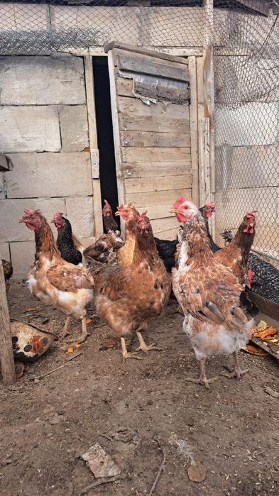 Куры. Тауык сатамын