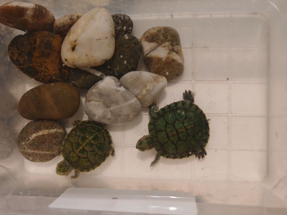 Продам красноухую, водянную черепашку