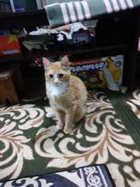 Годовалый кот Персик, бежево- кремового окраса, здоровый, кострирован