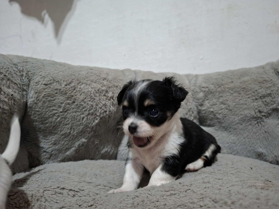 Чихуахуа момиче.