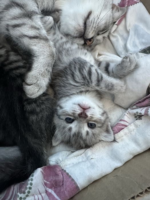 Шотландские Котята