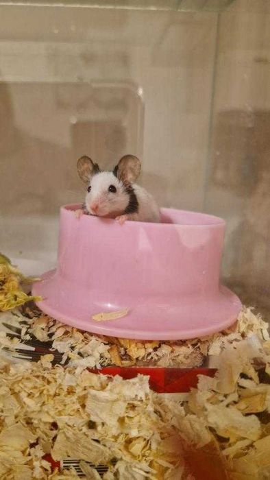 Мини мишлета Панди