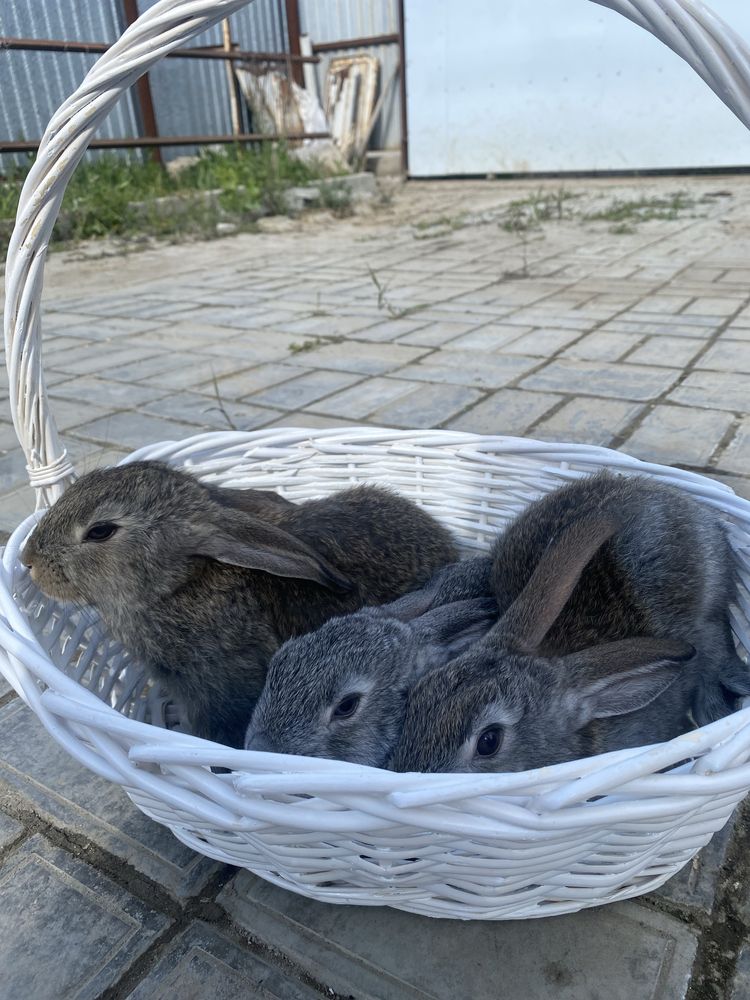 Кролики:черные, пятнистые, белые 1,5 месяц
