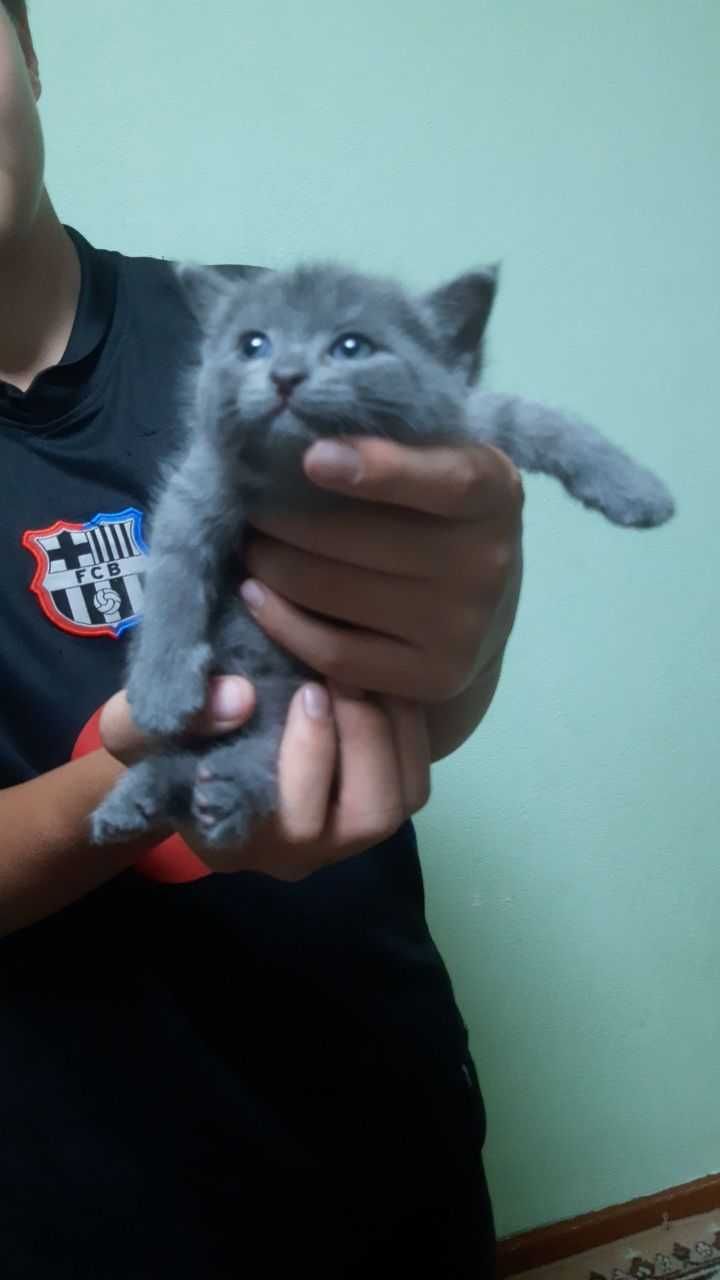 Котёнок здоровая, игривая