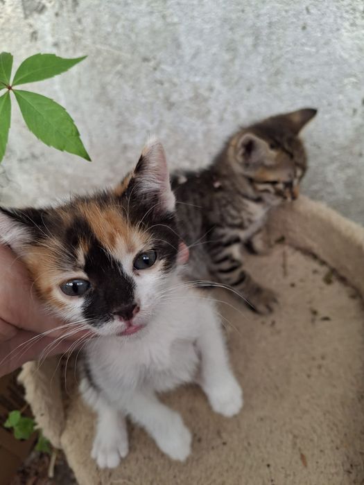 Pui de pisică pentru adopție