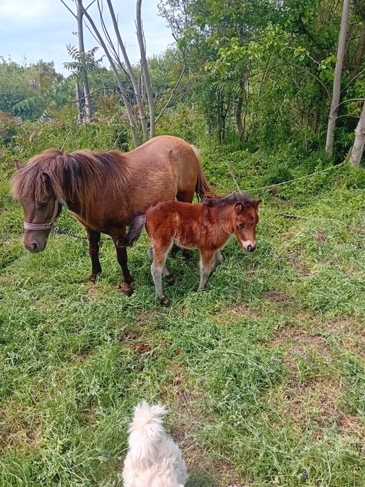 Poneita și pui de vanzare