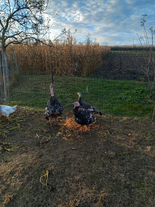 Curci si curcan crescuti in gradina