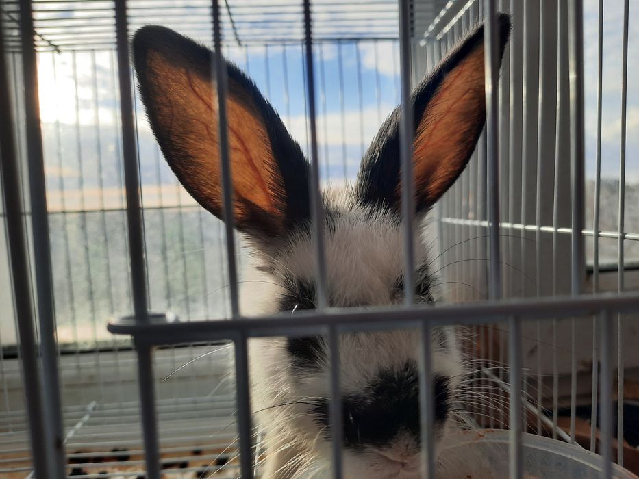 Продам декоративного кролика