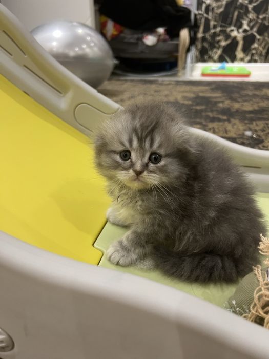 Mushuk bolasi haylnd fold