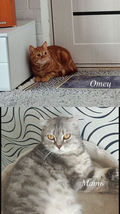 Котенка британский вислоухий
