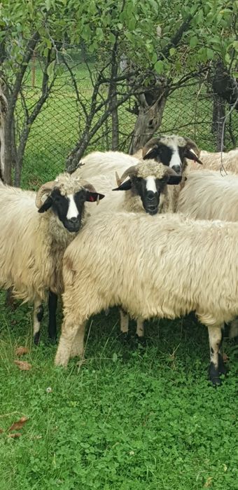 Vand oi breze și un berbec strămior