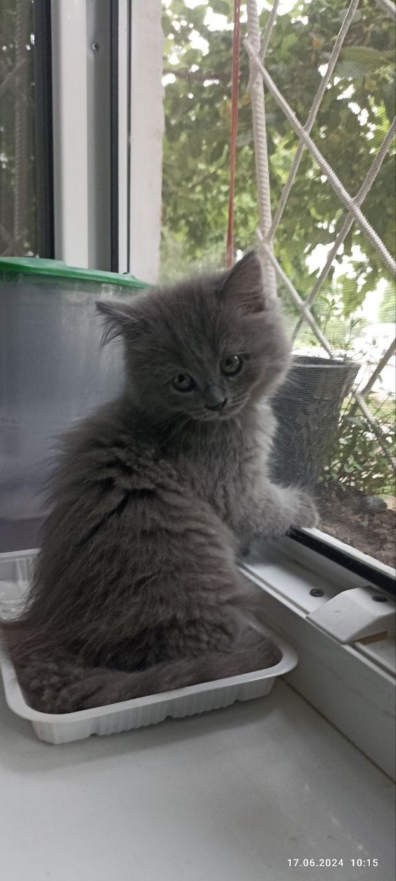Котята Скотиш Страйт и Скотиш фолд.