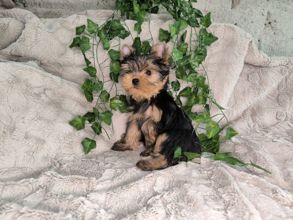 Vand baietel Yorkshire terrier mini