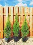 Tuia Smaragd 60-80 Cm si Leylandii pentru gard viu