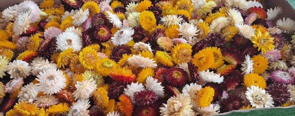 Capete Flori de pai uscate natural