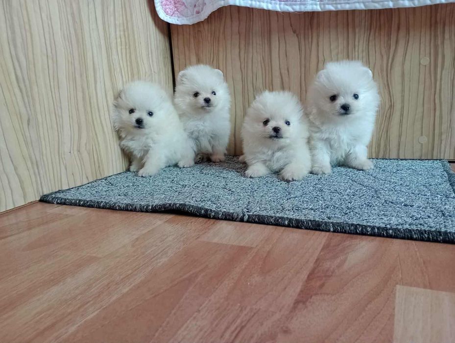 Померански Шпицове. Мъжки и женски.