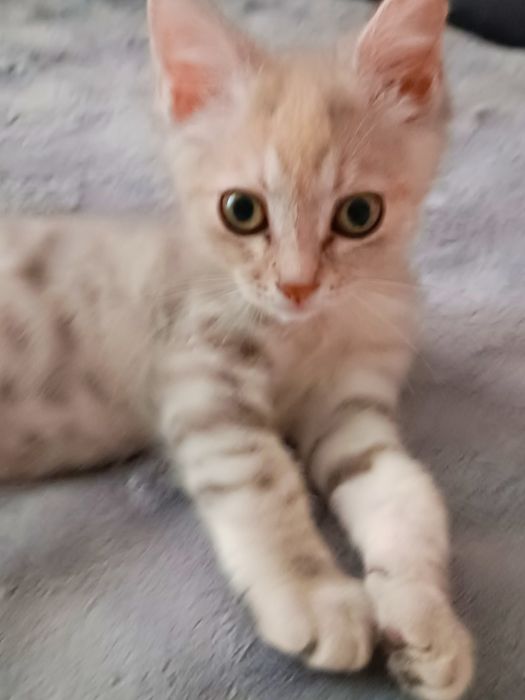 Отдам котенка хорошим людям