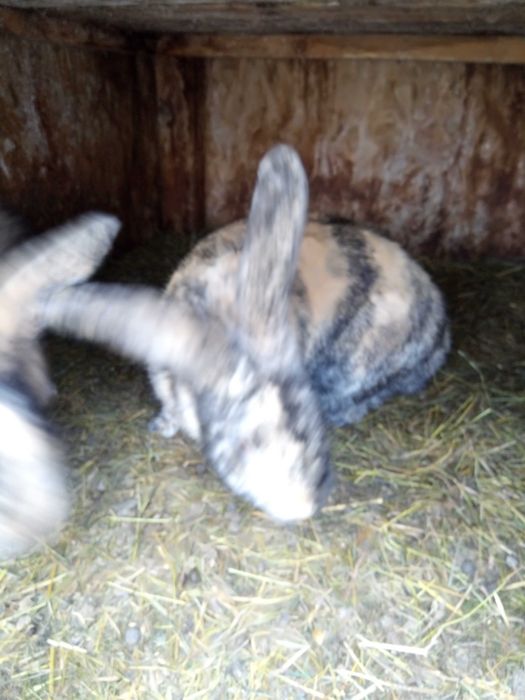 Vind doi masculi fluture belgian