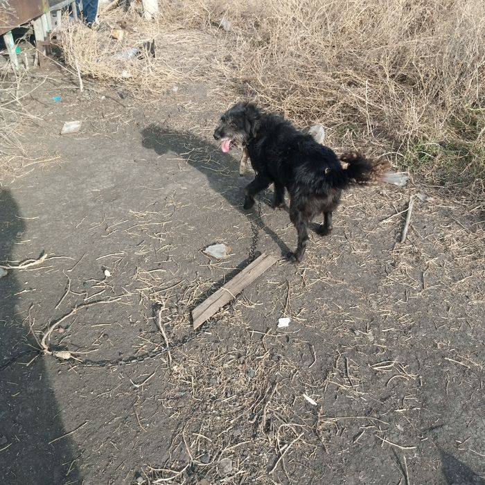 Хороший пёс охранник в дом