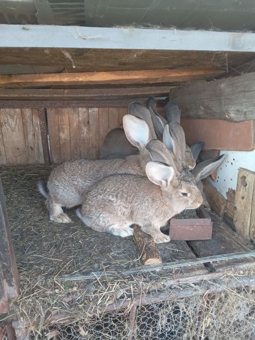 Vand iepurasi de 3 luni