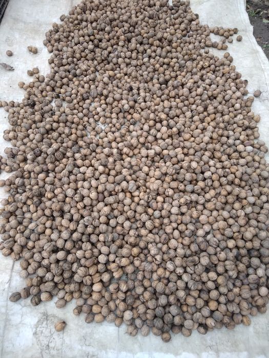 Vând nuci in coajă