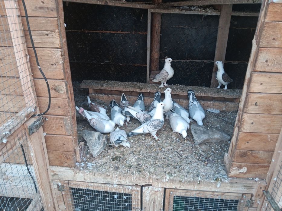 Млади сатинети..