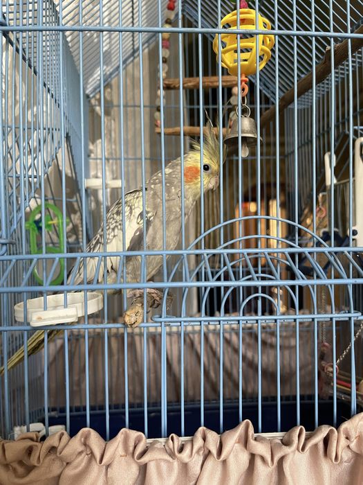 Продаю Карела Девочка