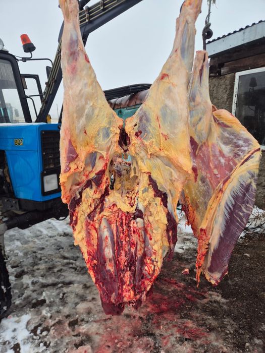 Говядина мясо свежее