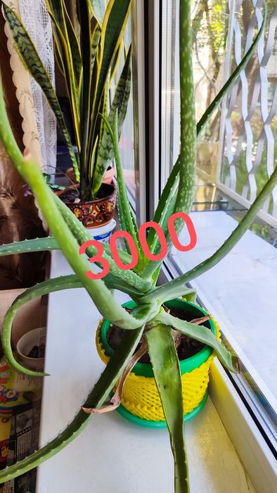 бальзамин.декоративное растение