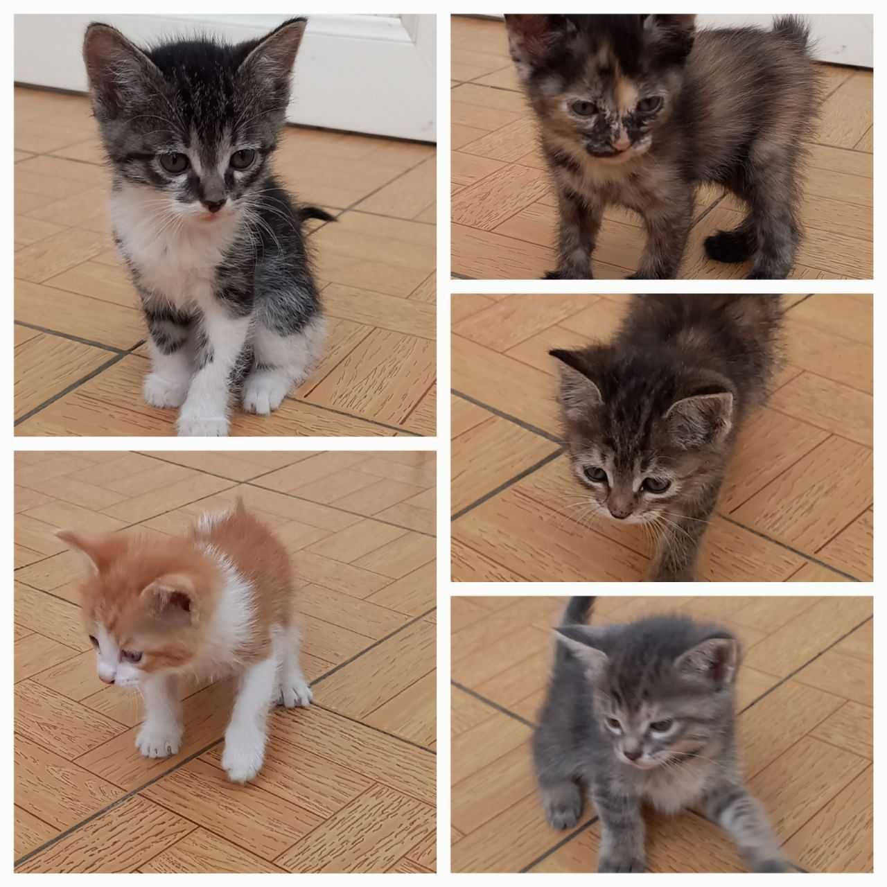 Отдам бесплатно котят