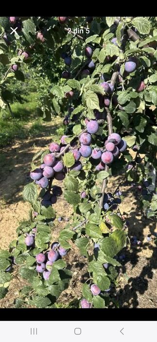 Prune din Livadă proprie cu preț bun!