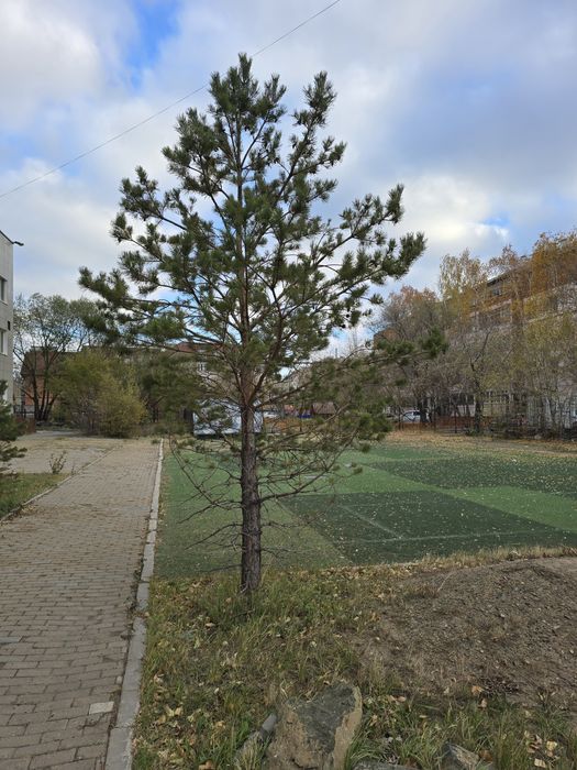 Продам Деревья, заборы, газоны!